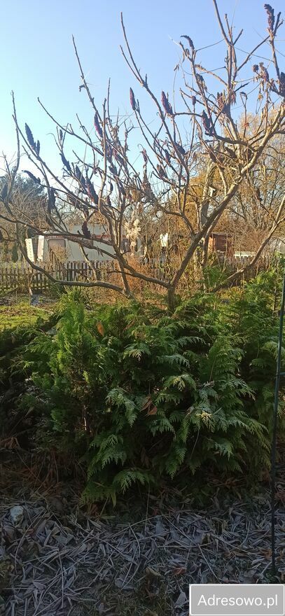 Działka rod Janikowo. Zdjęcie 9