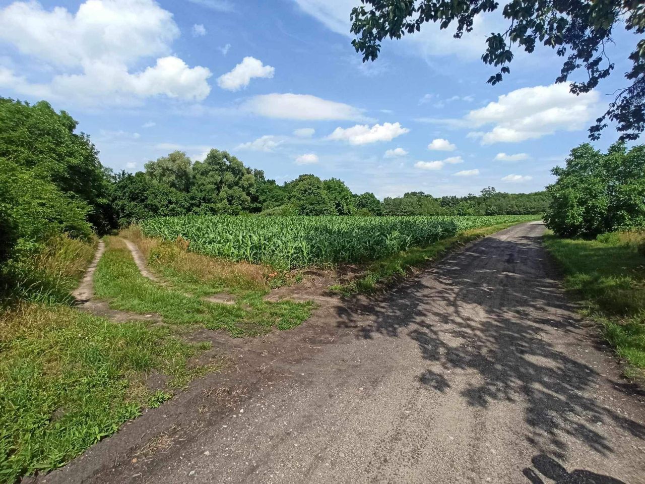 Działka rolna Gołańcz. Zdjęcie 2