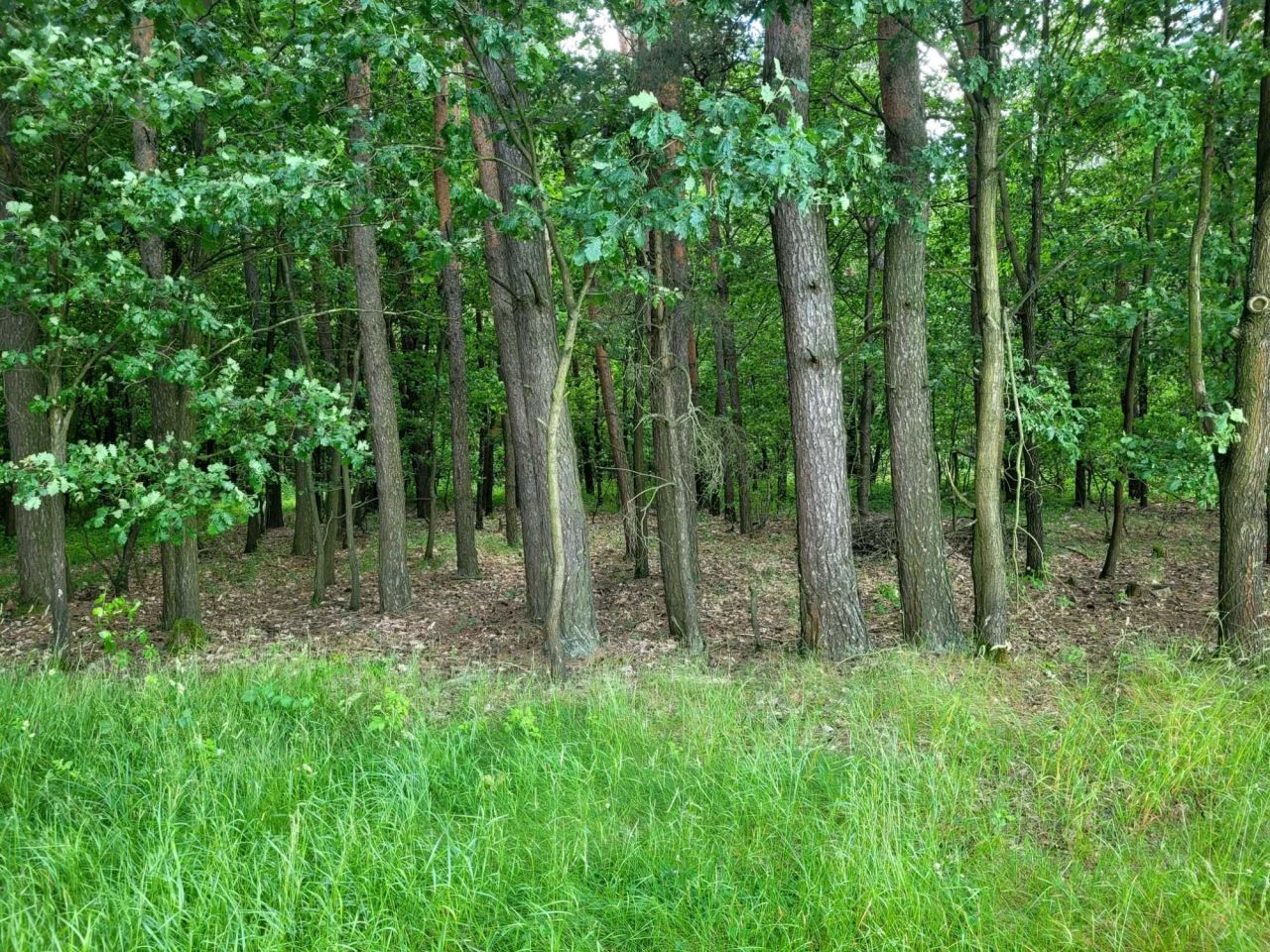 Działka rolna Skrzyniec-Kolonia. Zdjęcie 4