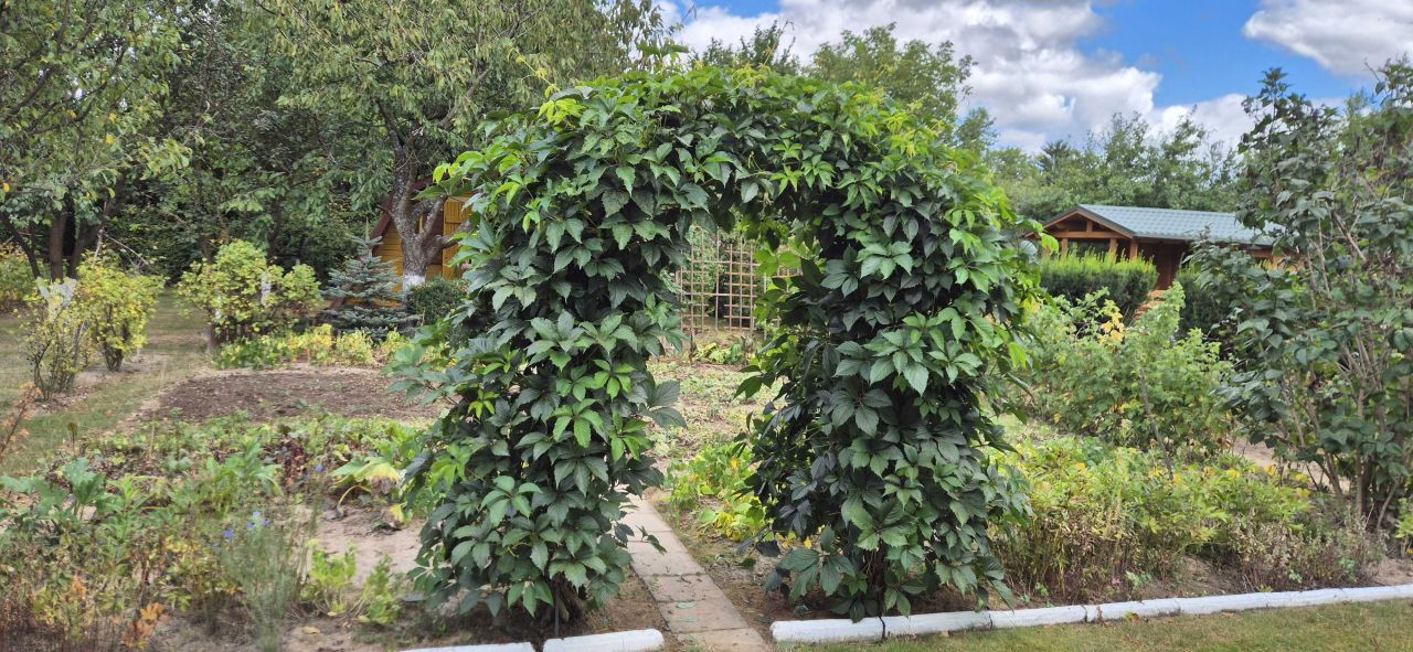 Działka rod Elizówka. Zdjęcie 4