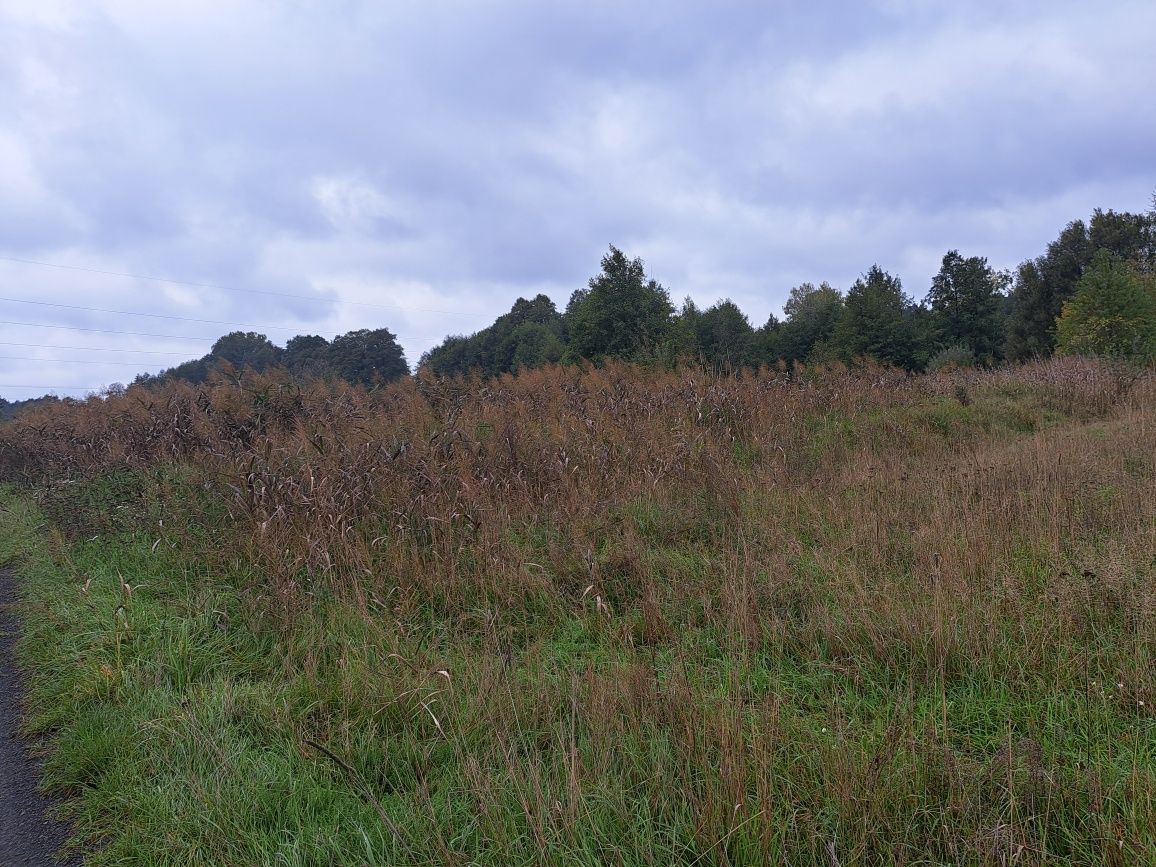 Działka budowlana Ostrzeszów, ul. Grabowska. Zdjęcie 2