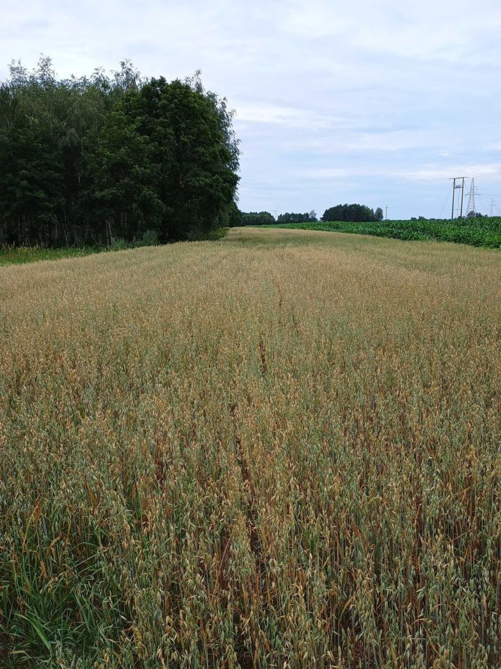 Działka rolno-budowlana Rychwał. Zdjęcie 3