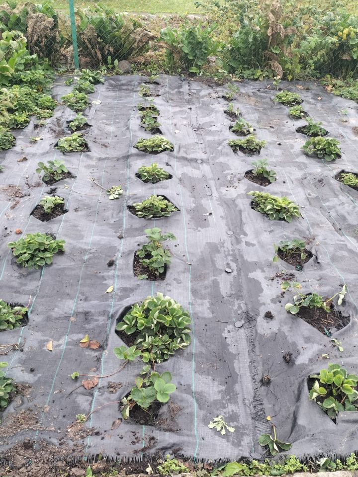 Działka rod Lubiszewo Tczewskie. Zdjęcie 5