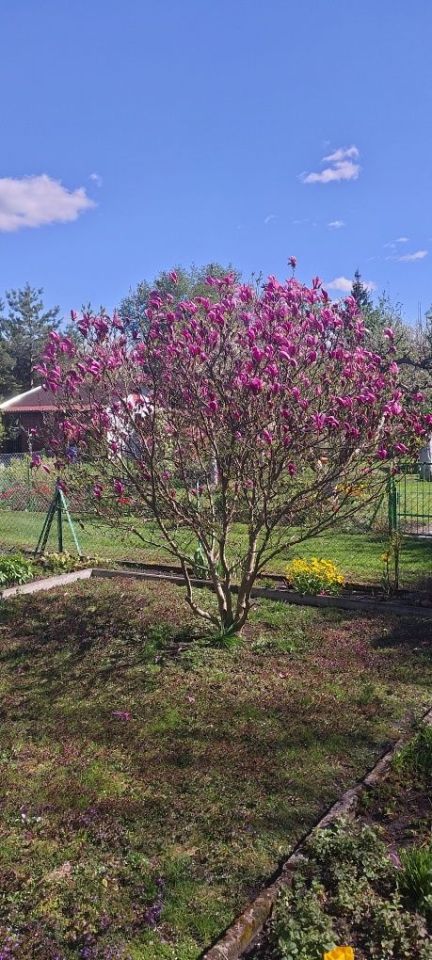 Działka rod Toruń, ul. Grudziądzka. Zdjęcie 4