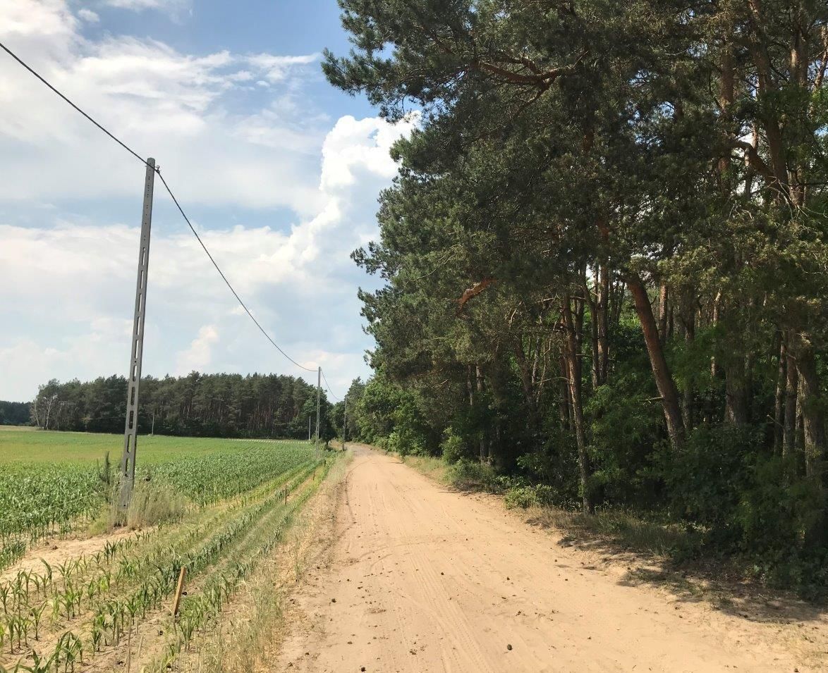 Działka leśna Gusin. Zdjęcie 9