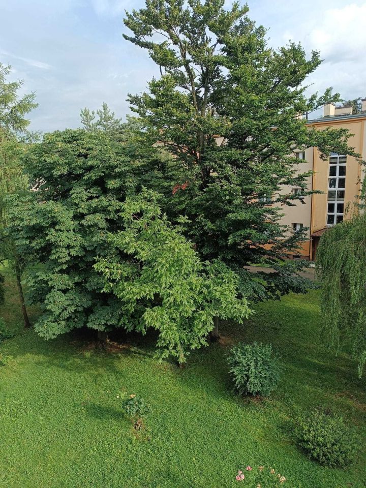Mieszkanie 2-pokojowe Tarnów, ul. Romualda Traugutta. Zdjęcie 4