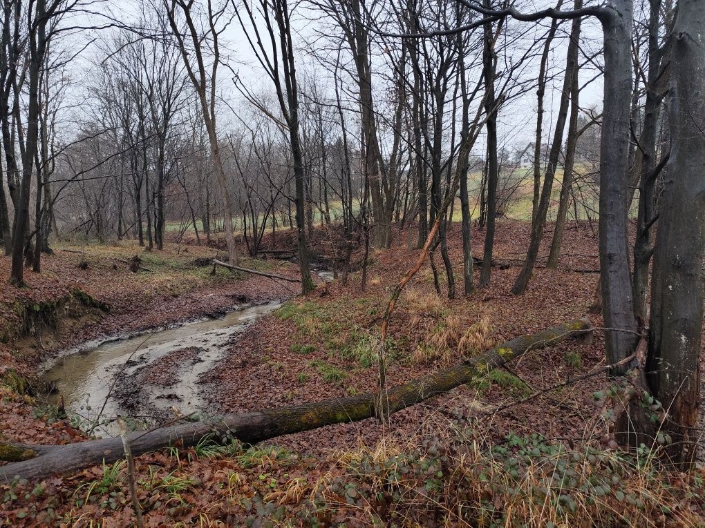 Działka leśna Lipnica Górna. Zdjęcie 5
