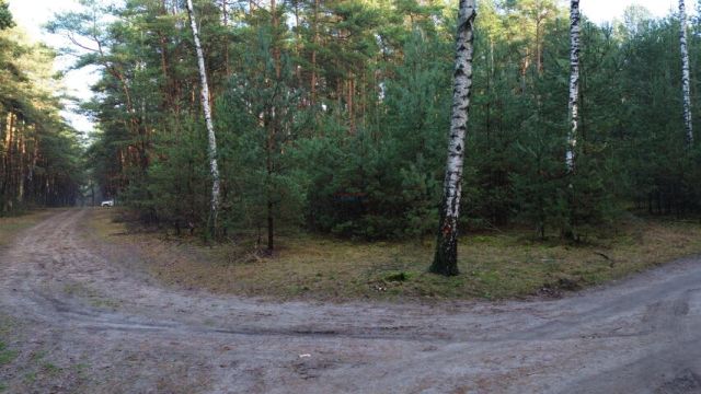 Działka leśna Bogatki. Zdjęcie 1