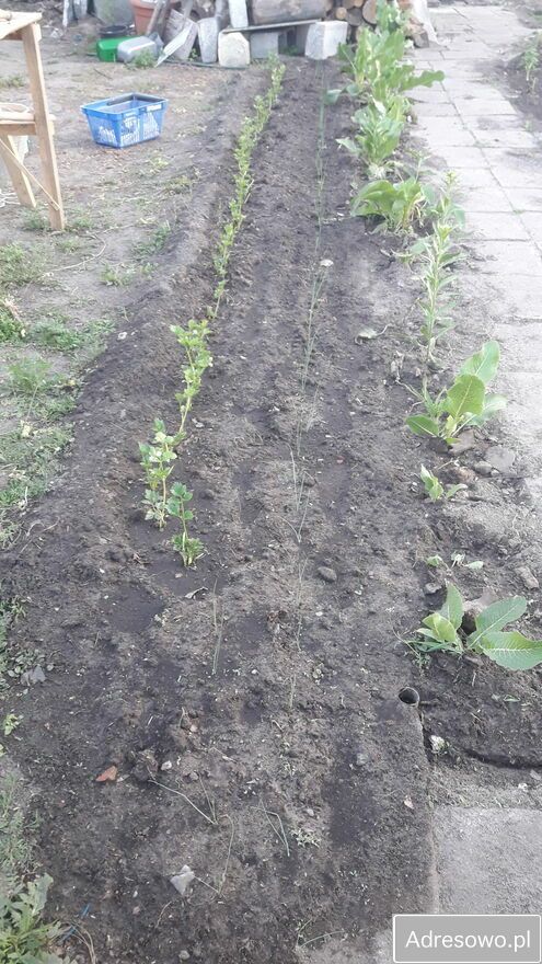 dom wolnostojący, 2 pokoje Pułtusk Popławy, ul. Brzozowa. Zdjęcie 5