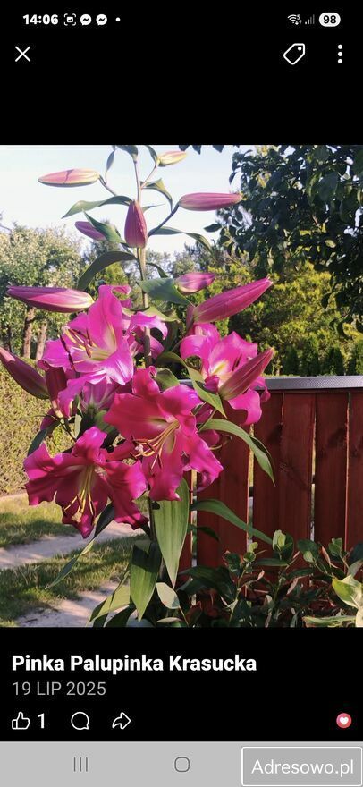 Działka rod Warszawa Wawer. Zdjęcie 4