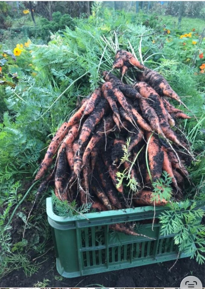 Działka rod Gdańsk Zabornia, ul. Łabędzia. Zdjęcie 2