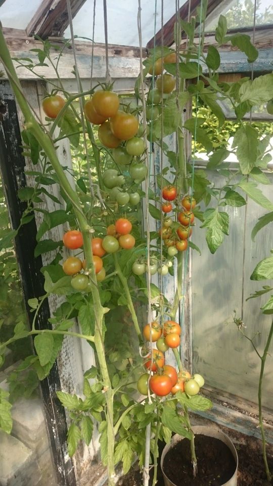 Działka rod Warszawa Paluch. Zdjęcie 4