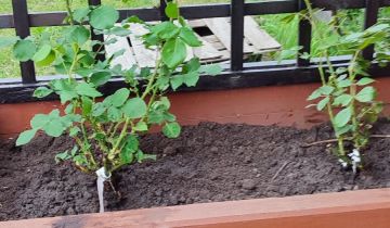 Działka rod Witkowo