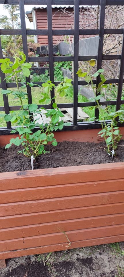 Działka rod Witkowo. Zdjęcie 2