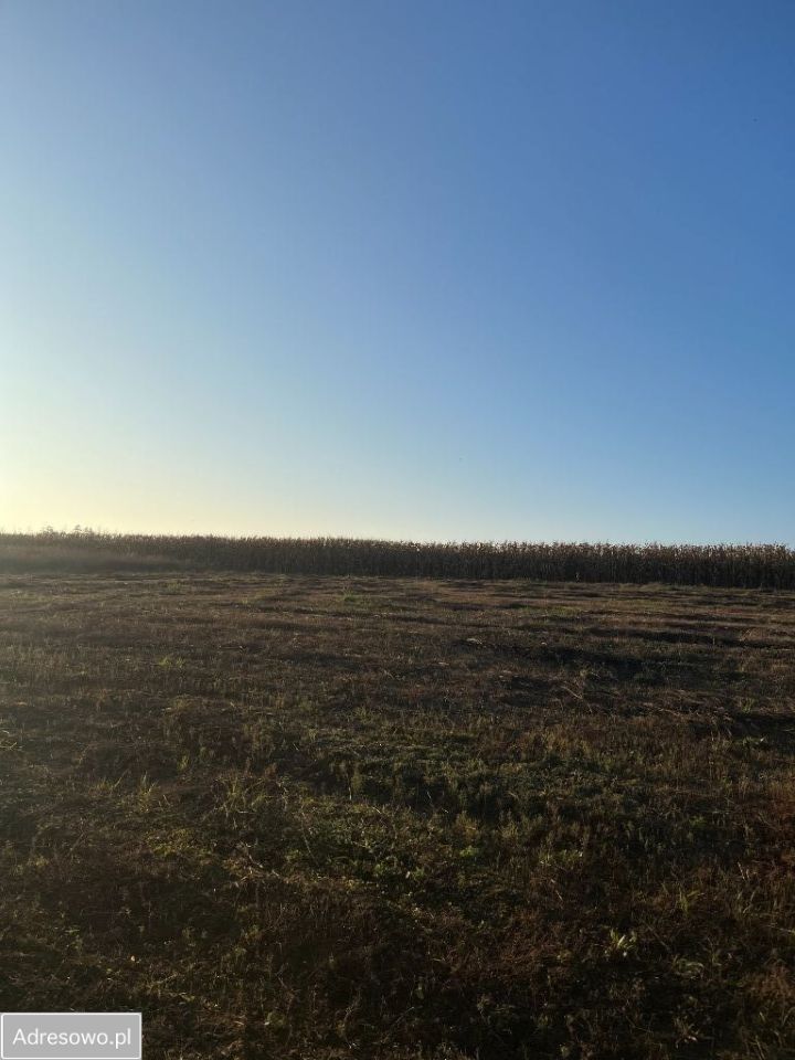 Działka budowlana Rybno Wielkie. Zdjęcie 4