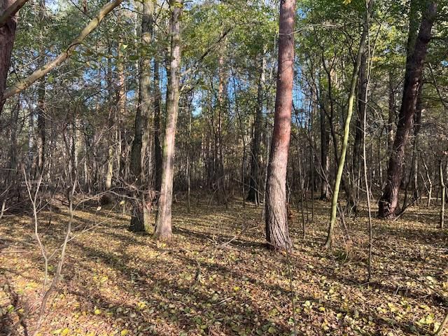 Działka leśna Stara Huta. Zdjęcie 4