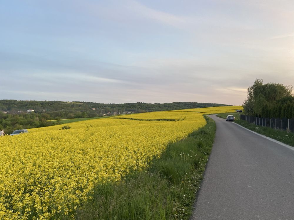 Działka rolna Świrna. Zdjęcie 5