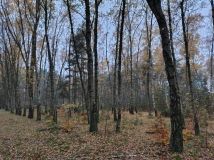 Działka leśna Dobków. Zdjęcie 2