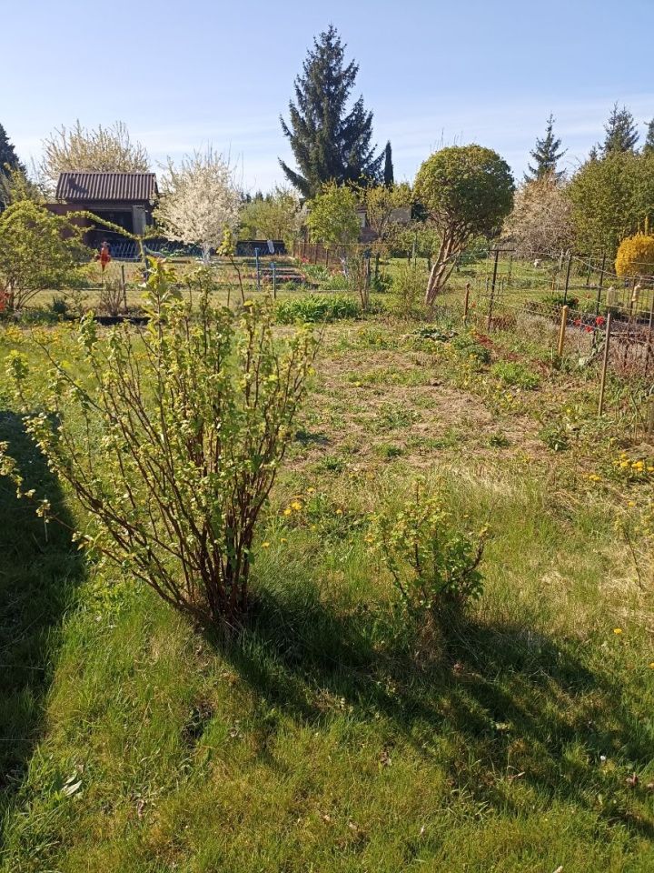 Działka rod Lubin. Zdjęcie 5