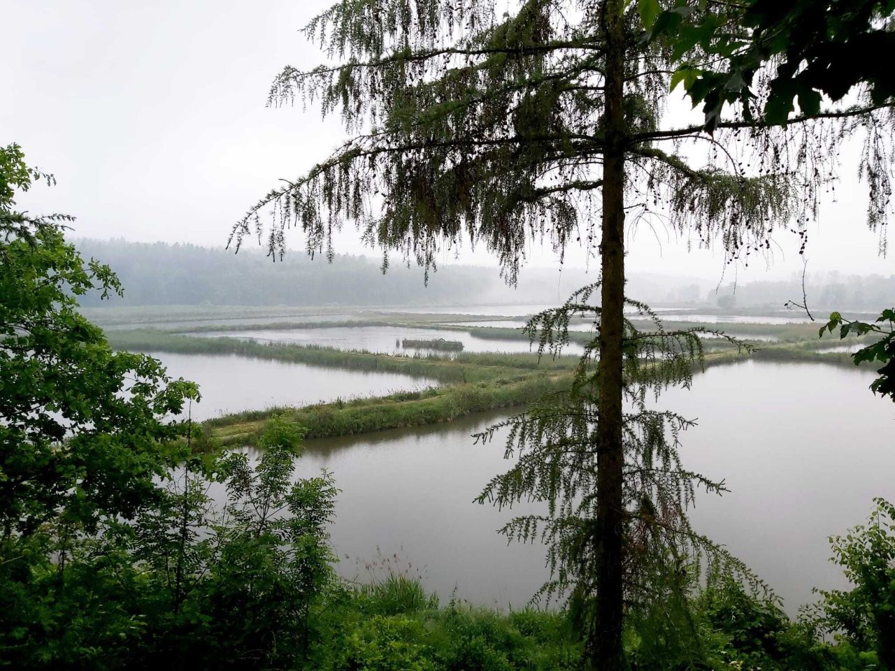 Działka rolna Wielobycz. Zdjęcie 7