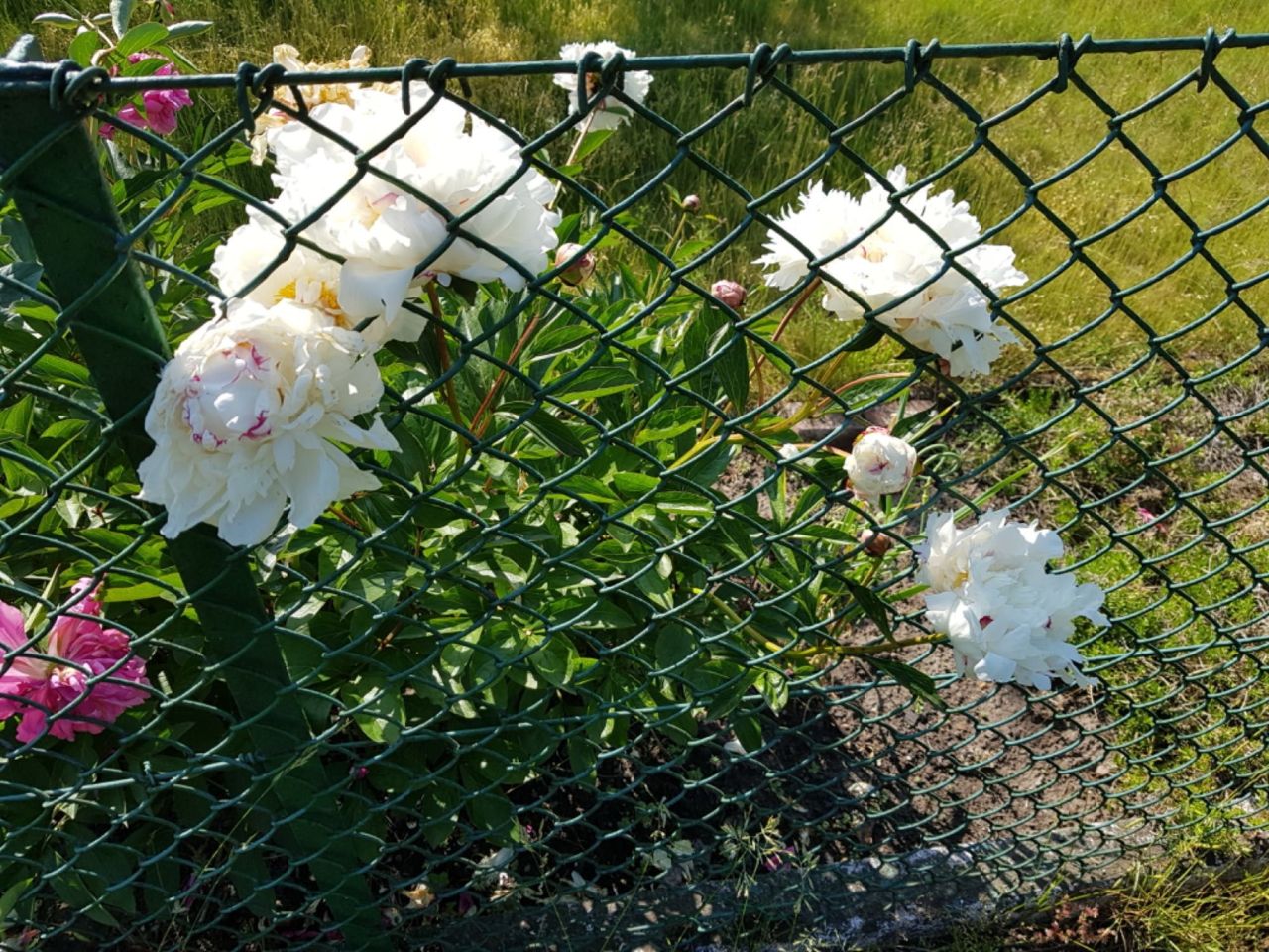 Działka rod Wrocław Ołbin, ul. Orawska. Zdjęcie 4