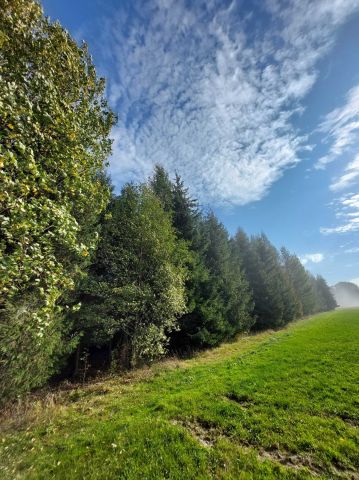 Działka leśna Łużna. Zdjęcie 1