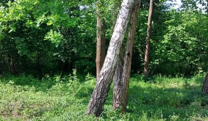 Działka budowlana Radom Krychnowice, ul. Ludwinowska