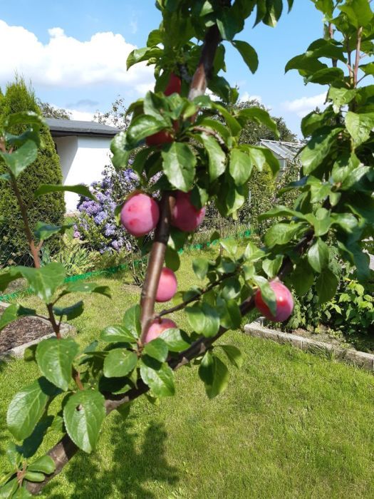 Działka rod Gdynia Oksywie, ul. Zielona. Zdjęcie 3