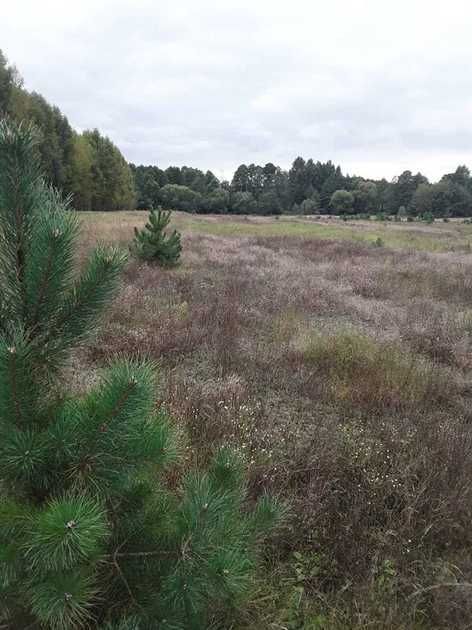 Działka rolno-budowlana Ostrówka. Zdjęcie 4