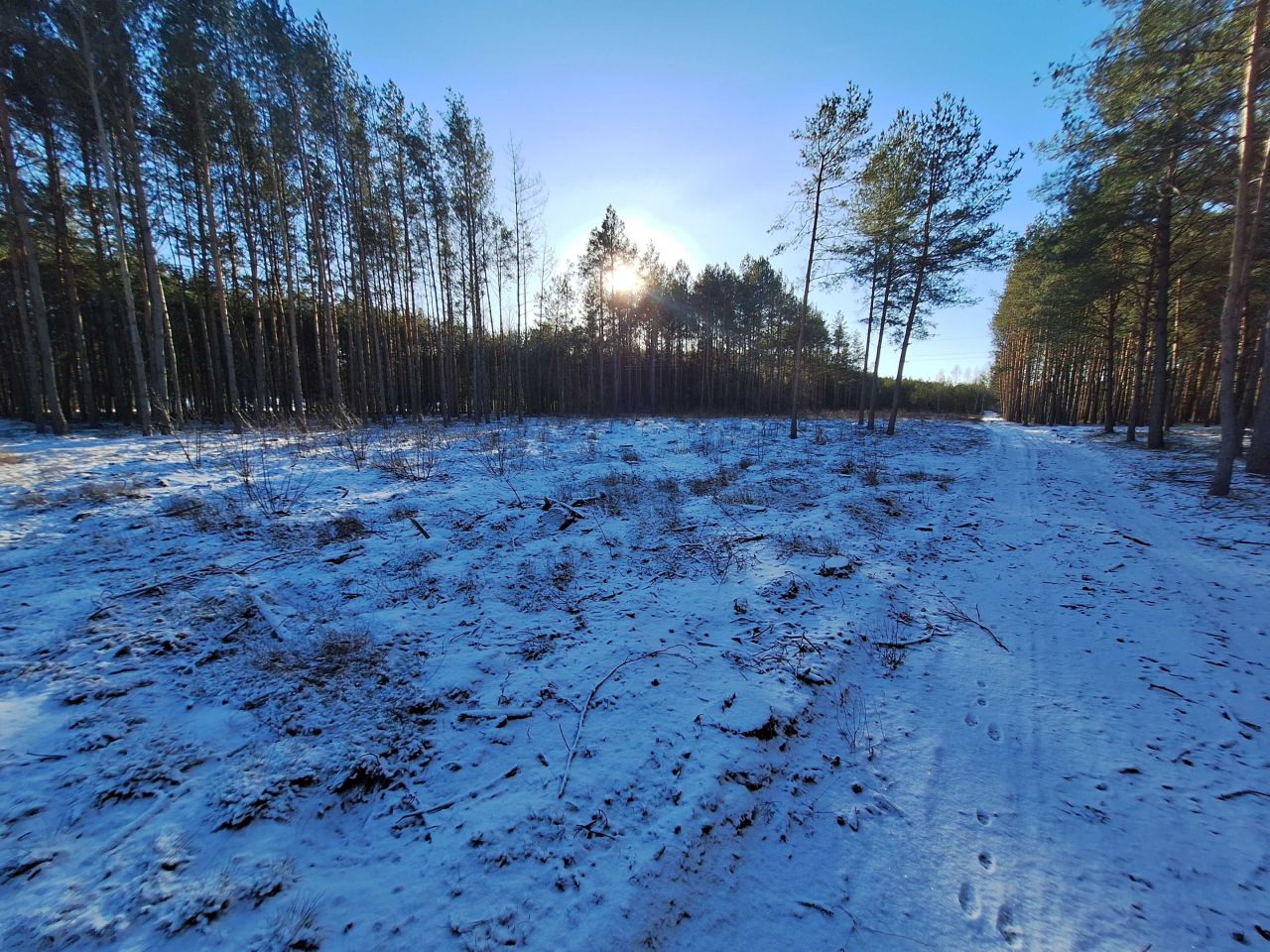 Działka leśna Połoń. Zdjęcie 8