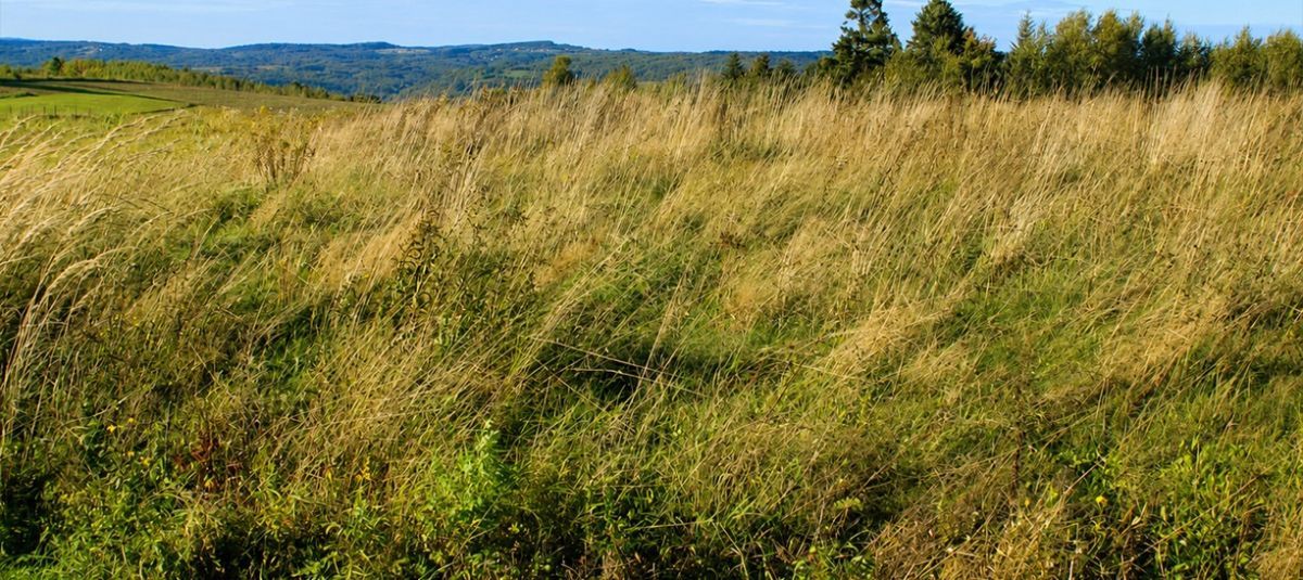 Działka inwestycyjna Golcowa. Zdjęcie 4