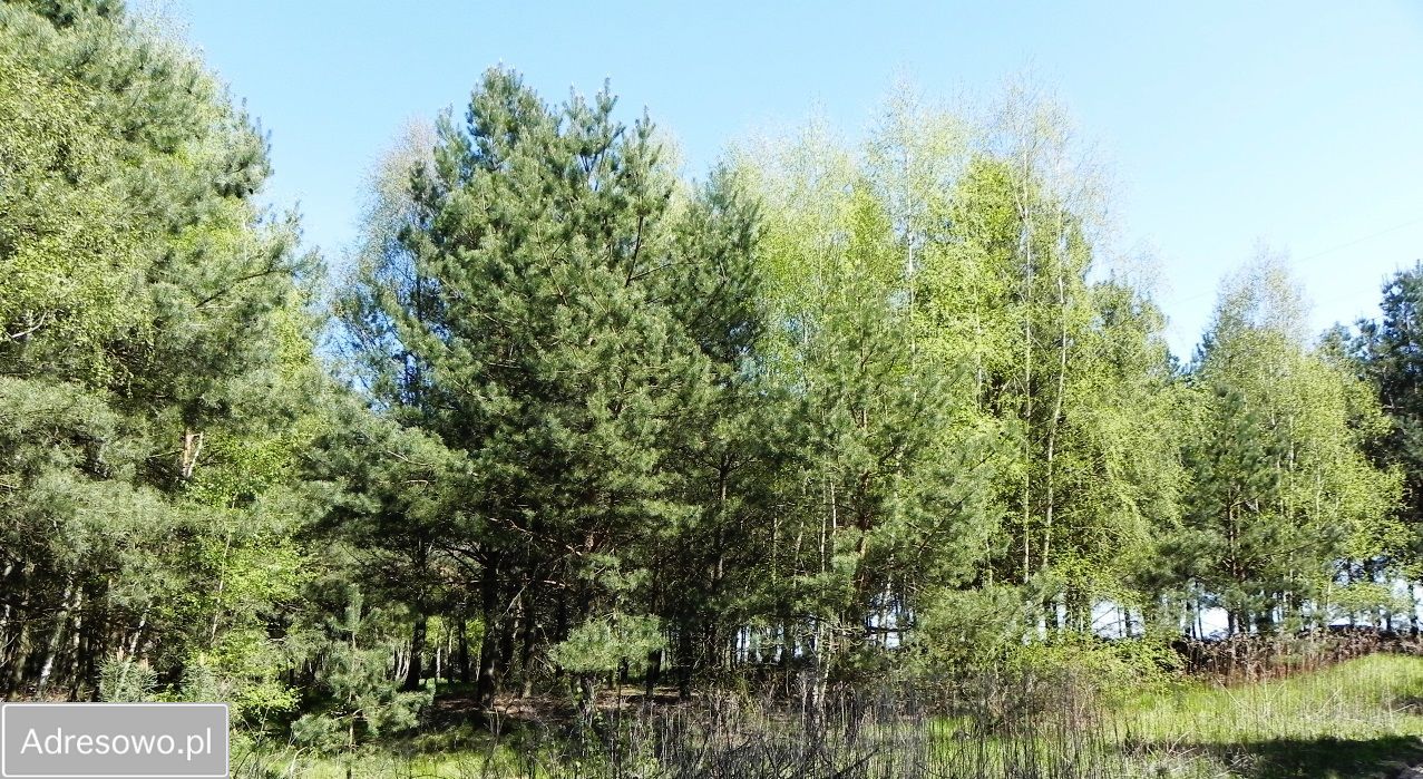 Działka rolno-budowlana Chrostkowo. Zdjęcie 3