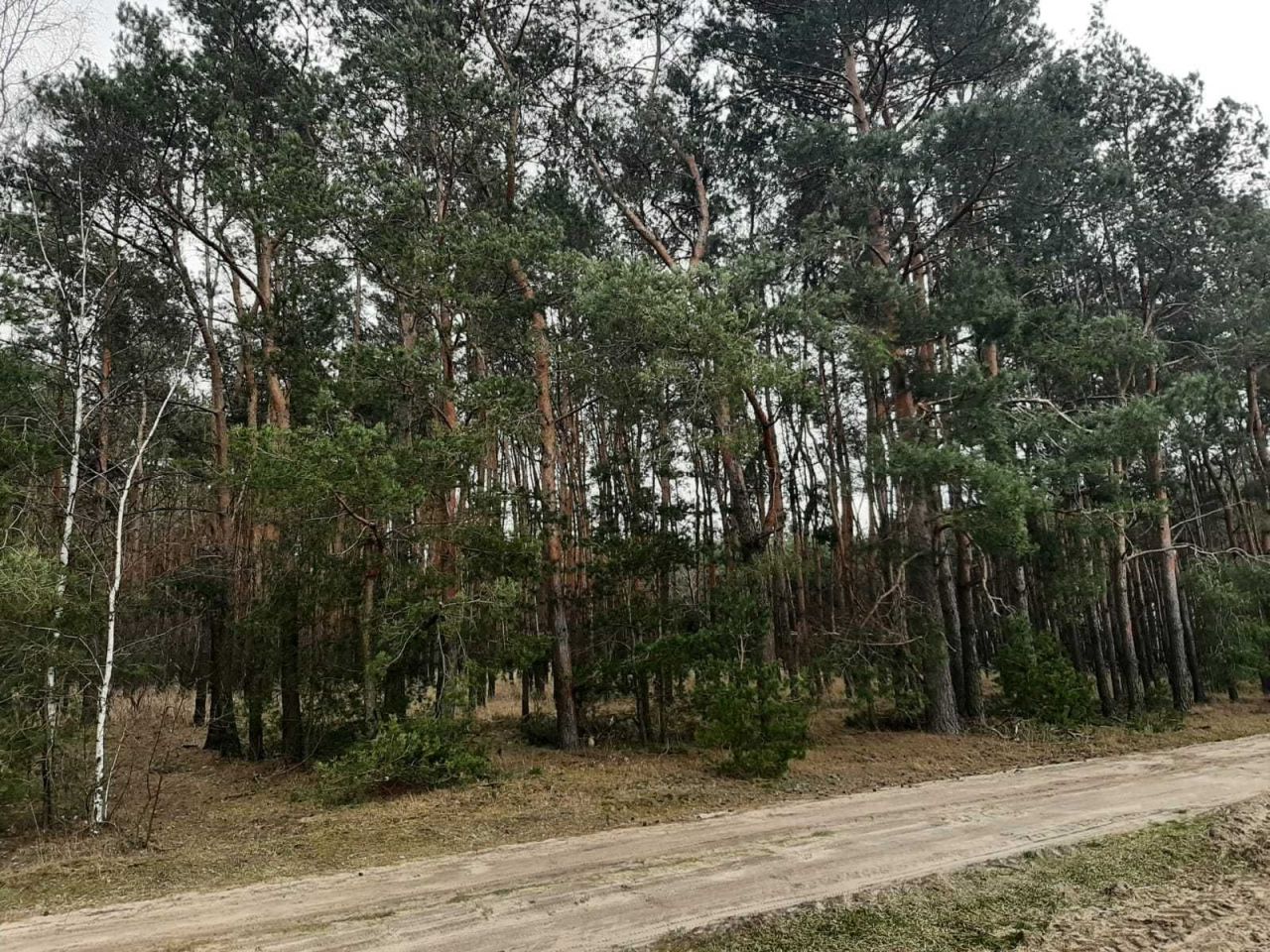 Działka leśna Chrusty. Zdjęcie 4