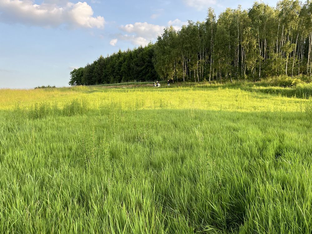 Działka rolno-budowlana Ociesęki. Zdjęcie 6