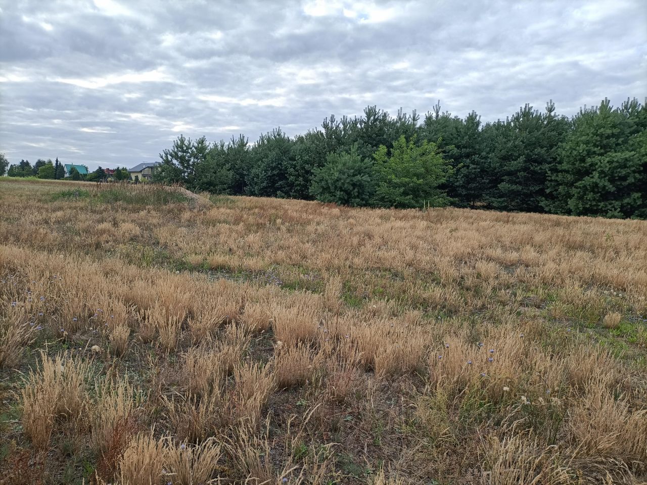 Działka rekreacyjna Miłkowice. Zdjęcie 4