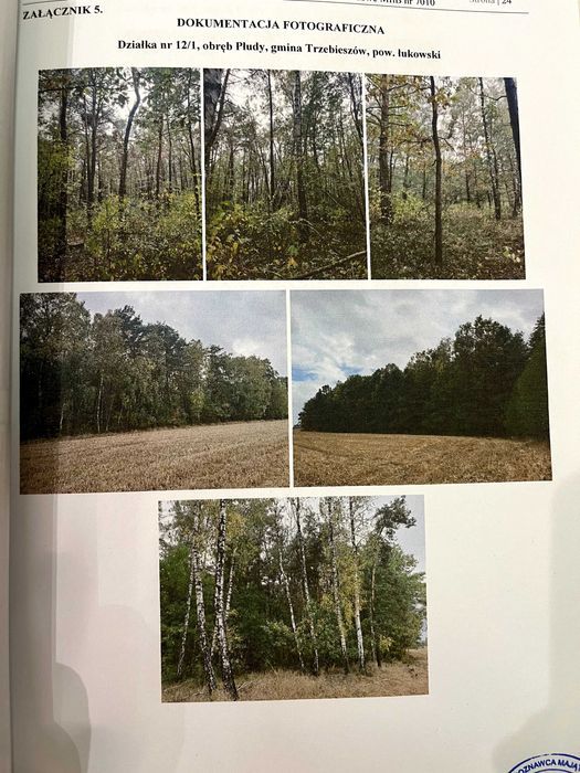Działka leśna Płudy. Zdjęcie 2