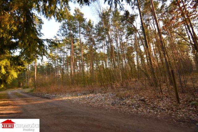 Działka leśna Stanisławów. Zdjęcie 9