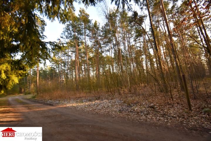 Działka leśna Stanisławów. Zdjęcie 9