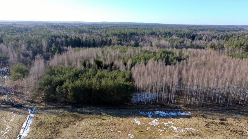 Działka leśna Grzegorze. Zdjęcie 4