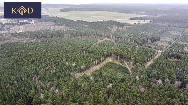 Działka inwestycyjna Dąbrowa Nowa. Zdjęcie 20