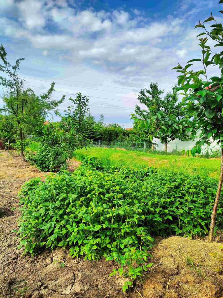 Działka rod Gdańsk Krakowiec, ul. Zawiślańska. Zdjęcie 5