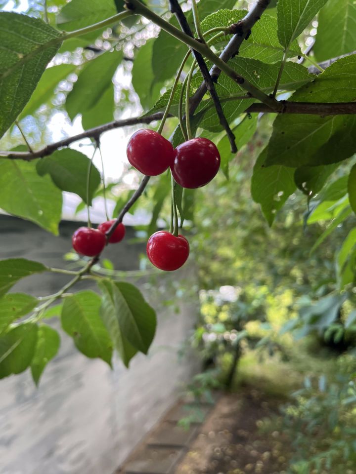 Działka rod Gdańsk. Zdjęcie 29