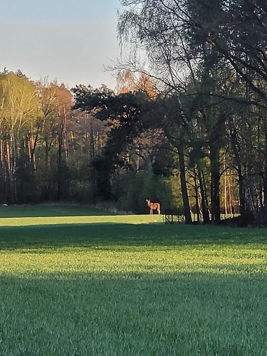 Działka rolna Wólka-Przekory. Zdjęcie 3