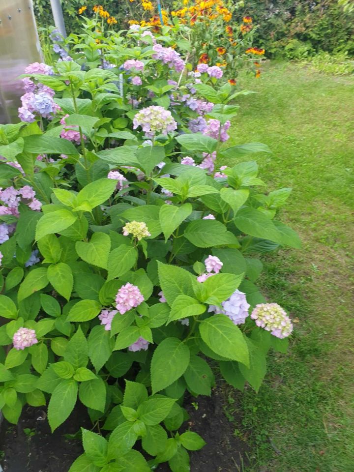 Działka rod Komadzyn. Zdjęcie 3