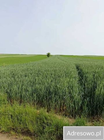 Działka rolna Marchocice. Zdjęcie 1