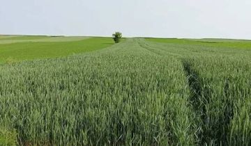 Działka rolna Marchocice