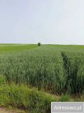 Działka rolna Marchocice