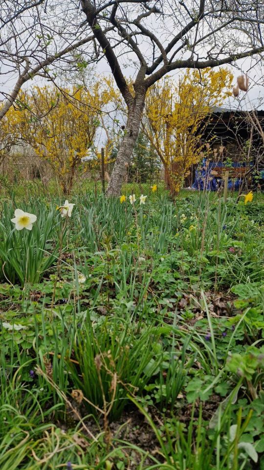 Działka rod Lubin. Zdjęcie 5