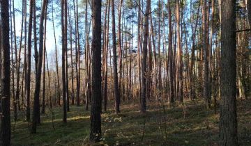 Działka leśna Kozice