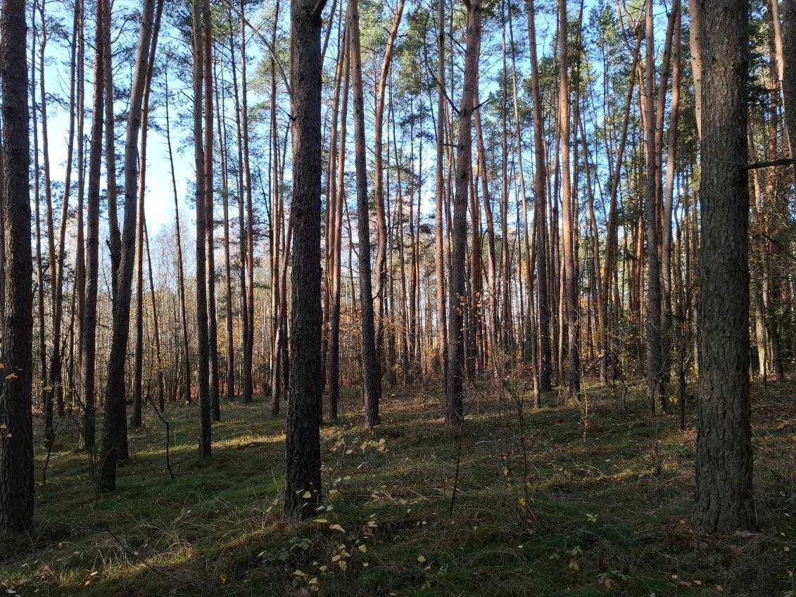 Działka leśna Kozice